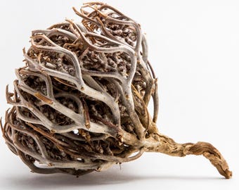 Semillas de flor de Maryam (Anastatica hierochuntica): rosa de Jericó, planta de la resurrección, tolerante a la sequía, símbolo de renovación y curación