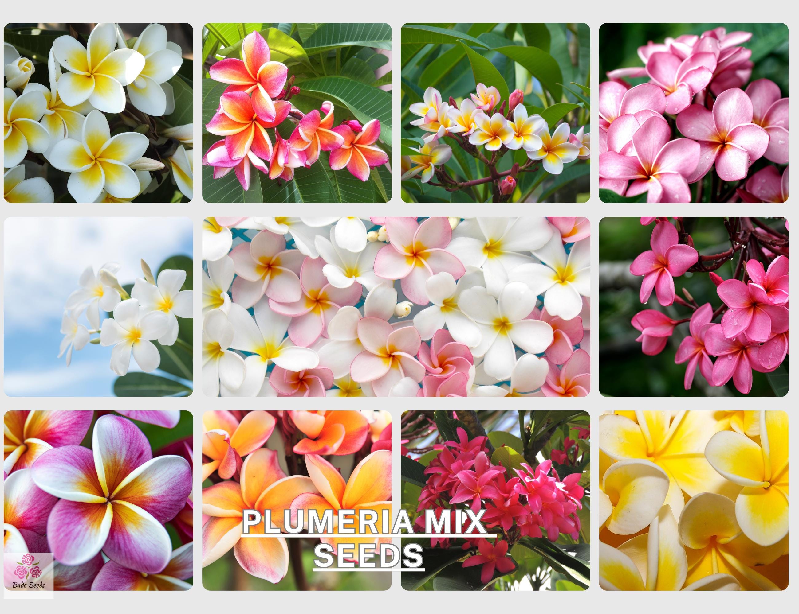 50 色の混合プルメリア種子 - 鮮やかな熱帯の花、香りの良い花、庭師や