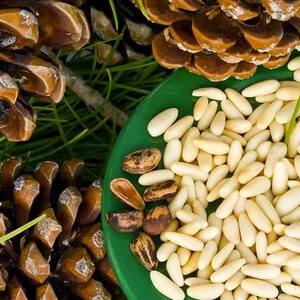 May include: A close-up of a green plate filled with pine nuts. Two pine cones are visible in the background.