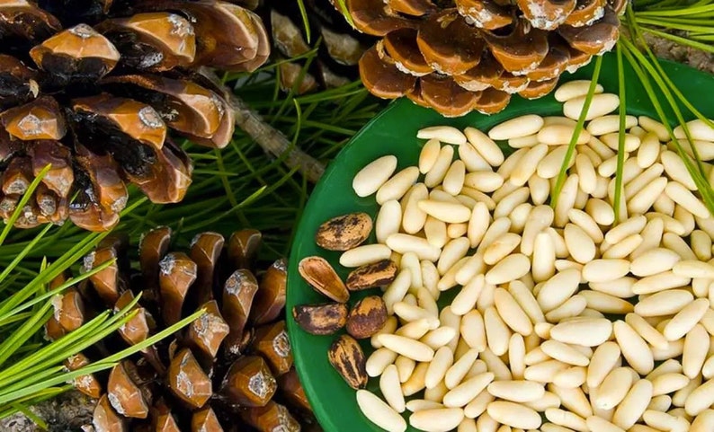 May include: A close-up of a green plate filled with pine nuts. Two pine cones are visible in the background.