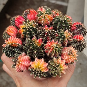 Puede incluir: Primer plano de un arreglo de cactus coloridos en una maceta. Las plantas de cactus tienen una variedad de colores verdes, rojos y amarillos. Las plantas de cactus están dispuestas en un patrón circular.