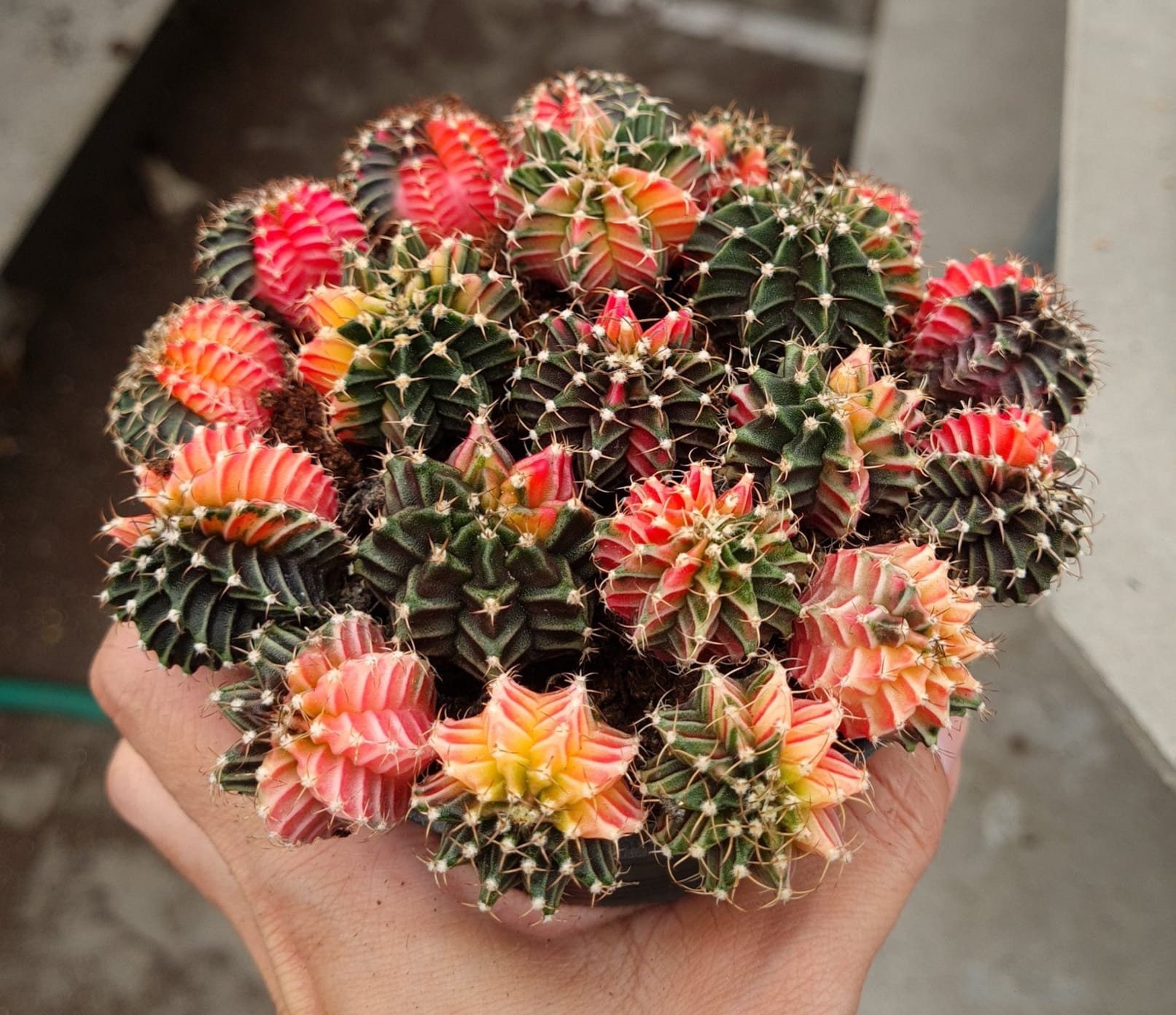 サボテン ギムノカリキウム Pink Diamond gymnocalycium Pink Diamond ギムノカリキウム ピンク ダイアモンド 夏