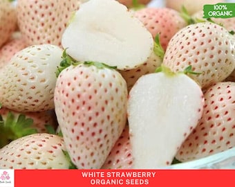 Organische weiße Erdbeersamen - 50 Samen für süße und einzigartige Gartenerdbeeren, Nicht-GVO und Frisch