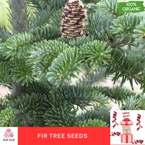 Semi Di Abete Della Normandia (Abies Nordmanniana) - 20 Semi Per Giardinaggio - Foto 9