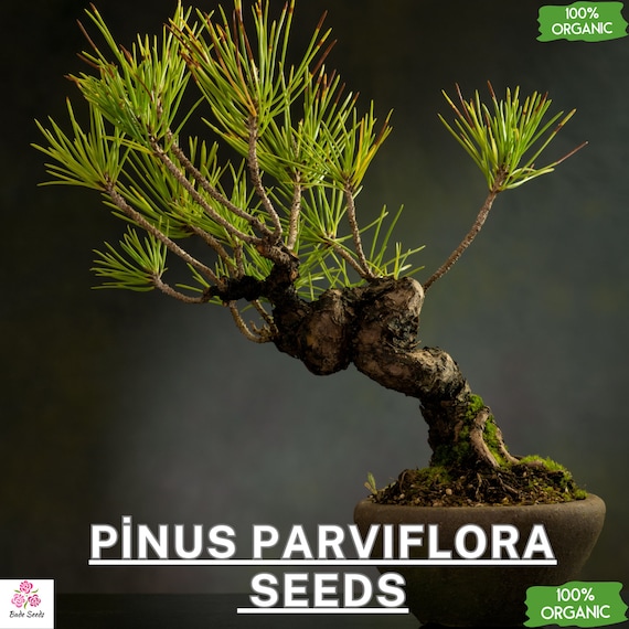 Pinus Parviflora Seeds - Japanese White Pine, Bonsai Tree Seeds, 50 Seeds,  Ornamental Pine Tree, Pinus Pentaphylla, Evergreen Conifer - Etsy Israel