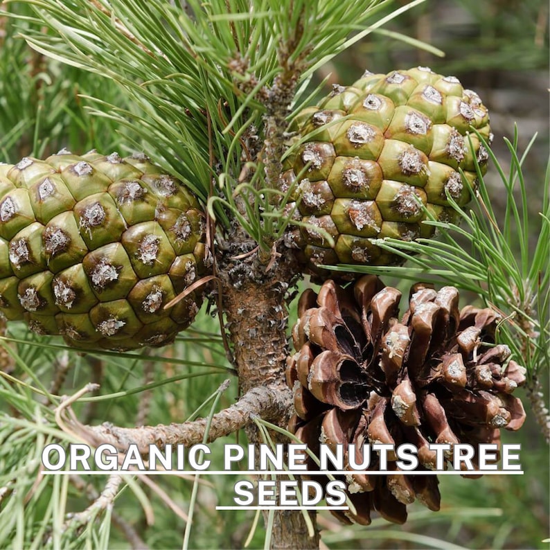 May include: Close-up of pine cones on a pine tree branch. The cones are green and brown, with a textured surface. The text "ORGANIC PINE NUTS TREE SEEDS" is visible at the bottom of the image.