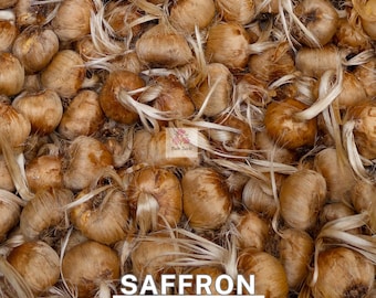 Organic Saffron Bulbs - 20 Bulbs - Crocus Sativus - Heirloom Saffron Crocus for Planting - Premium Quality Saffron Bulbs for Home Garden