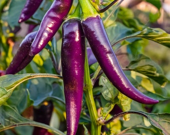 Organic Cayenne Pepper Seeds (Purple/Black) Heirloom Open Pollinated - Gorgeous and Tasty,Spicy Hot - 200 Seeds