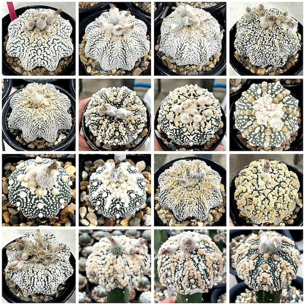 300 SEMILLAS Mix Cactus ASTRO Astrophytum Superkabuto, V TYPE, myriostigma, nudum