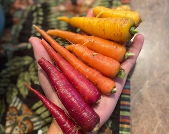 Mélange arc-en-ciel biologique de carottes - graines de légumes multicolores, sans OGM - graines biologiques - 300 graines