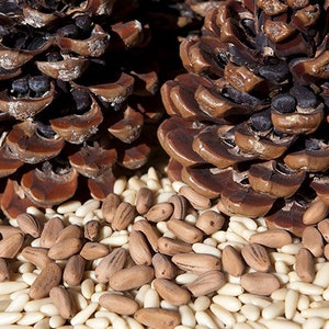 May include: Two large brown pine cones with open scales, surrounded by a pile of pine nuts. Some of the pine nuts are light brown and some are white.