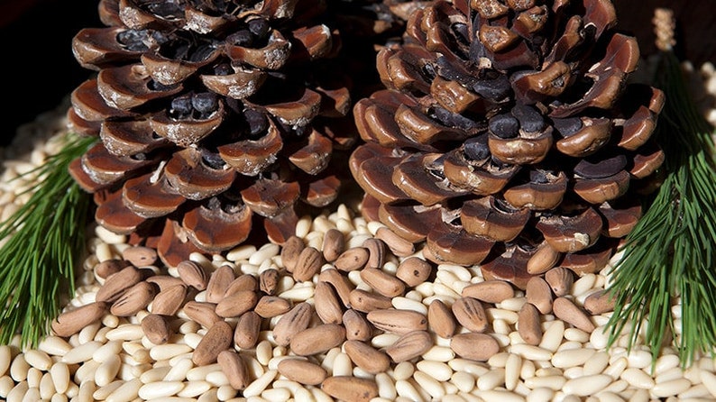 May include: Two large brown pine cones with open scales, surrounded by a pile of pine nuts. Some of the pine nuts are light brown and some are white.