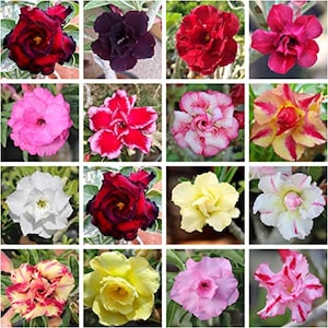 100 Adenium Obesum Seeds | Desert Rose Seeds | Rare Succulent Plant | Exotic Flower Seeds