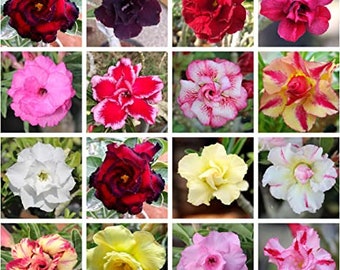 100 Samen Adenium Obessum Wüstenrose