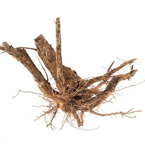 Organic Inula Helenium Dried Root, Elecampane Herb, Natural Herbal ...