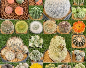 Cacti Seeds Mix - 25+ Seeds - Cactus Species Mix ,Mixed Cactus Seeds, Grow Indoors, Mini Cactus, Succulents