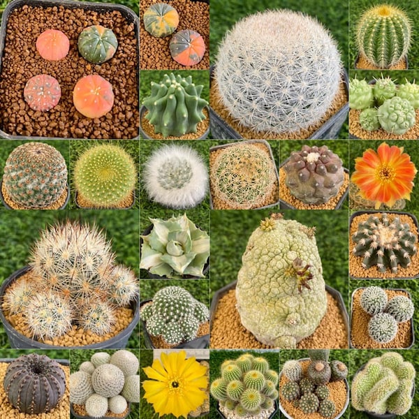 Cacti Seeds Mix - 25+ Seeds - Cactus Species Mix ,Mixed Cactus Seeds, Grow Indoors, Mini Cactus, Succulents