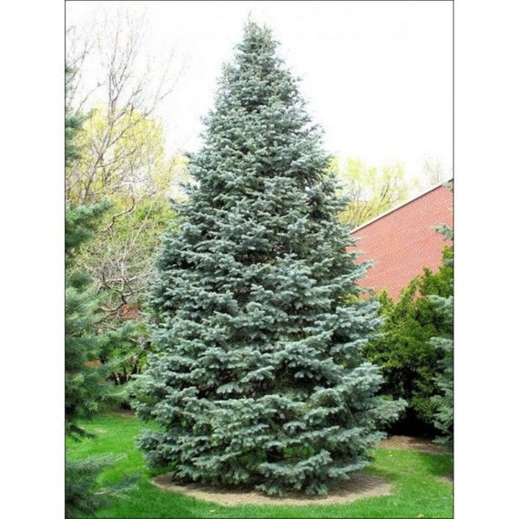 Semi Di Abete Della Normandia (Abies Nordmanniana) - 20 Semi Per Giardinaggio - Foto 8