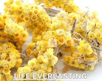 Organic  Dried  Sandy Everlasting Flowers | Helichrysum Arenarium | Life Everlasting Tea | Herbal Tea | Helichrysum stoechas,  6 0z 150 gr