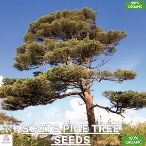 Puede incluir: Un pino silvestre con agujas verdes contra un cielo azul con nubes blancas. El texto "SCOTS PINE TREE SEEDS" está escrito en letras blancas sobre un fondo negro. El texto "100% ORGANIC" está escrito en letras blancas sobre un fondo verde.
