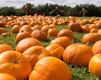Semi di zucca biologica Big Max - Dills Atlantic Giant, zucca gigante, 20 semi, zucca da favola, Musquée de Provence