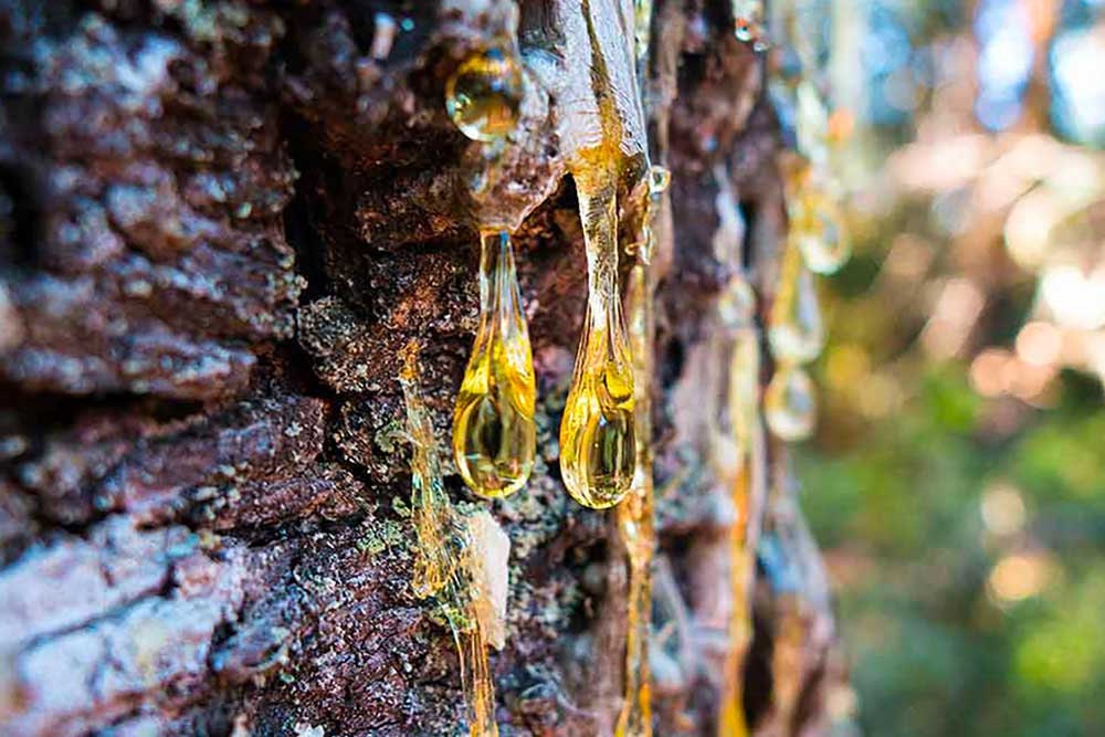 100% Organic  Natural  Pine Resin - Natural Craft Supplies for Incense, DIY Projects, and Herbal Remedies ,  Pure Natural Aromatic Gum