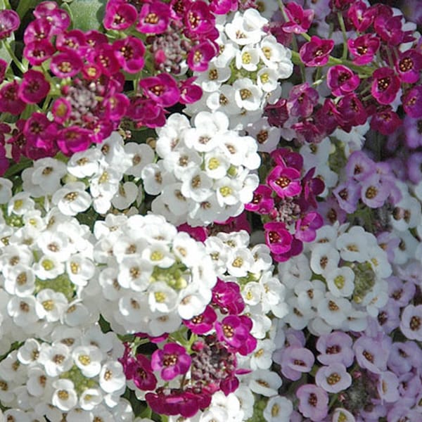 Mix Flower - SWEET Alyssum koninklijk tapijt - 100 Zaden - hybrida, Bloemcadeau voor thuis, lobularia maritima zaden