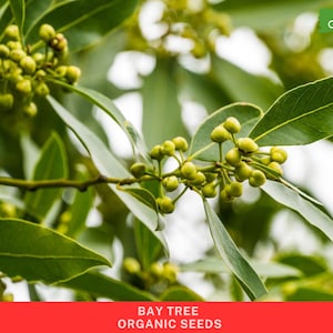 Op de afbeelding: Close-up van een tak van een laurierboom met groene bladeren en kleine groene vruchten. De tekst "100% BIO" is zichtbaar in de rechterbovenhoek van de afbeelding. De tekst "LAURIERS BIO-ZADEN" is zichtbaar onderaan de afbeelding.