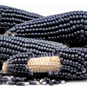 Könnte beinhalten: Nahaufnahme von mehreren Kolben dunkelvioletten Maises, auch bekannt als schwarzer Mais, mit einigen Körnern im Vordergrund.