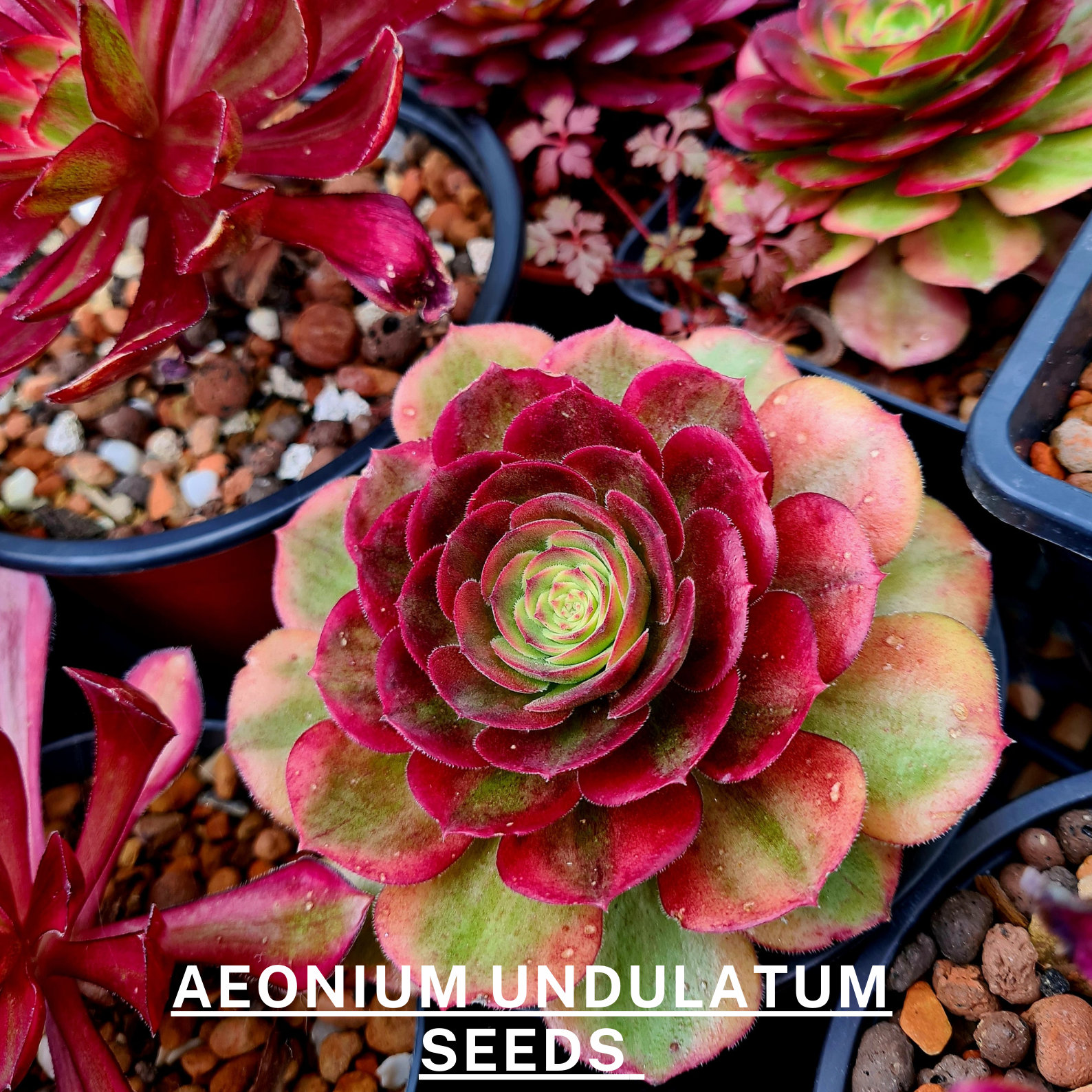 アエオニウム 99999 アエオニウム 99999 Variegated aeonium - Etsy 日本