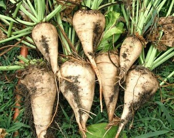 Organic Sugar Beet Seeds, Non-GMO, White Beet Seeds - 20 Seeds for Home Garden, Sweet Beet Varieties, Vegetable Planting Seeds