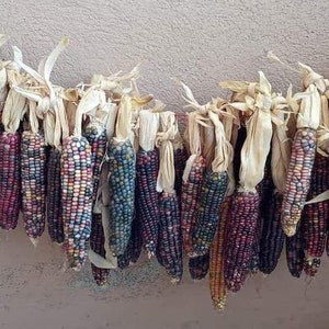 Op de afbeelding: Een verzameling kleurrijke gedroogde maïskoppen, elk met een uniek patroon van rood, blauw, geel en wit. De koppen zijn met touw aan elkaar gebonden en hangen aan een muur.