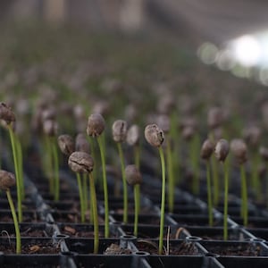 May include: Close-up of a tray of coffee seedlings, each with a single brown seed sprouting a green stem.