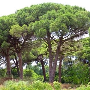 May include: A group of tall, green pine trees with thick trunks and lush foliage. The trees are growing close together in a woodland setting.