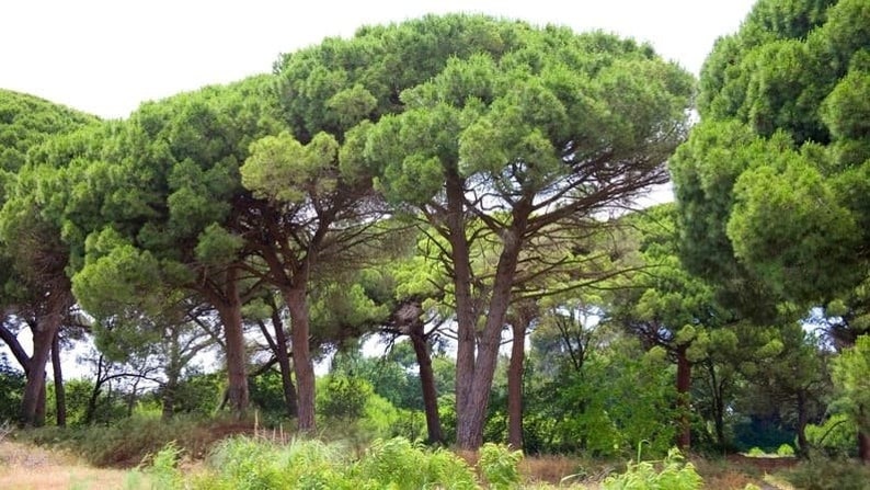 May include: A group of tall, green pine trees with thick trunks and lush foliage. The trees are growing close together in a woodland setting.