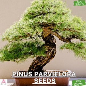 Puede incluir: Primer plano de un bonsái con un tronco grueso y nudoso y agujas verdes. El árbol está en una maceta marrón y el texto "PINUS PARVIFLORA SEEDS" está impreso debajo del árbol. El texto "100% ORGANIC" está impreso en verde sobre un rectángulo blanco en la esquina superior derecha de la imagen.