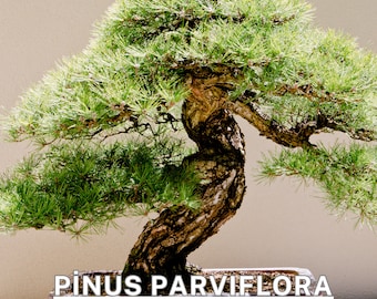 Pinus parviflora Seeds - Japanese White Pine, Bonsai Tree Seeds, 50 Seeds, Ornamental Pine Tree,  Pinus Pentaphylla, Evergreen Conifer