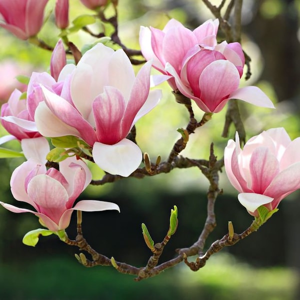 Southern Magnolia Tree Seeds (Magnolia grandiflora), pink and white flowers