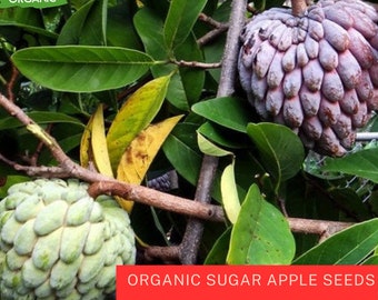 Semillas de manzana de azúcar orgánica, semillas de Annona squamosa, semillas de frutas tropicales, semillas de plantas de fruta de chirimoya 5 semillas, manzana de azúcar roja