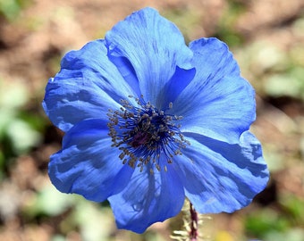Organic blue  black poppy  Seeds, -  Soil, Hydroponics & Aquaponics,,medicinal plant , herb seeds - 200 seeds