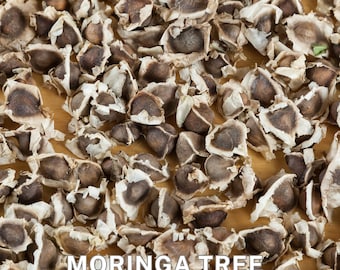 Semillas de árbol de baqueta de Moringa Oleifera - Nutritivas, orgánicas, 20 semillas - Ideal para plantar, jardinería, superalimento, hojas comestibles, medicinales.