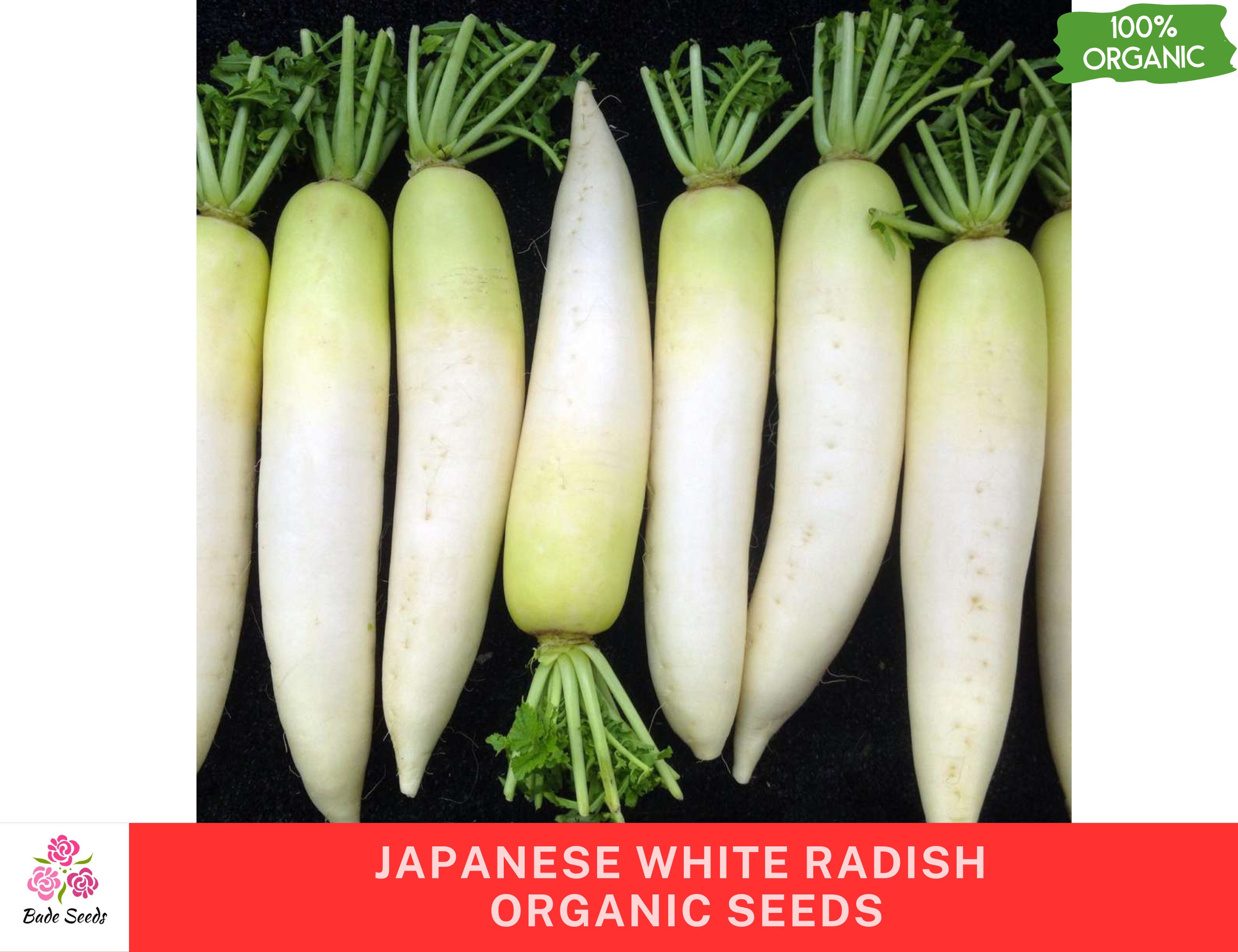 Organic Japanese Daikon Radish Seeds , Minowase ,asian Winter