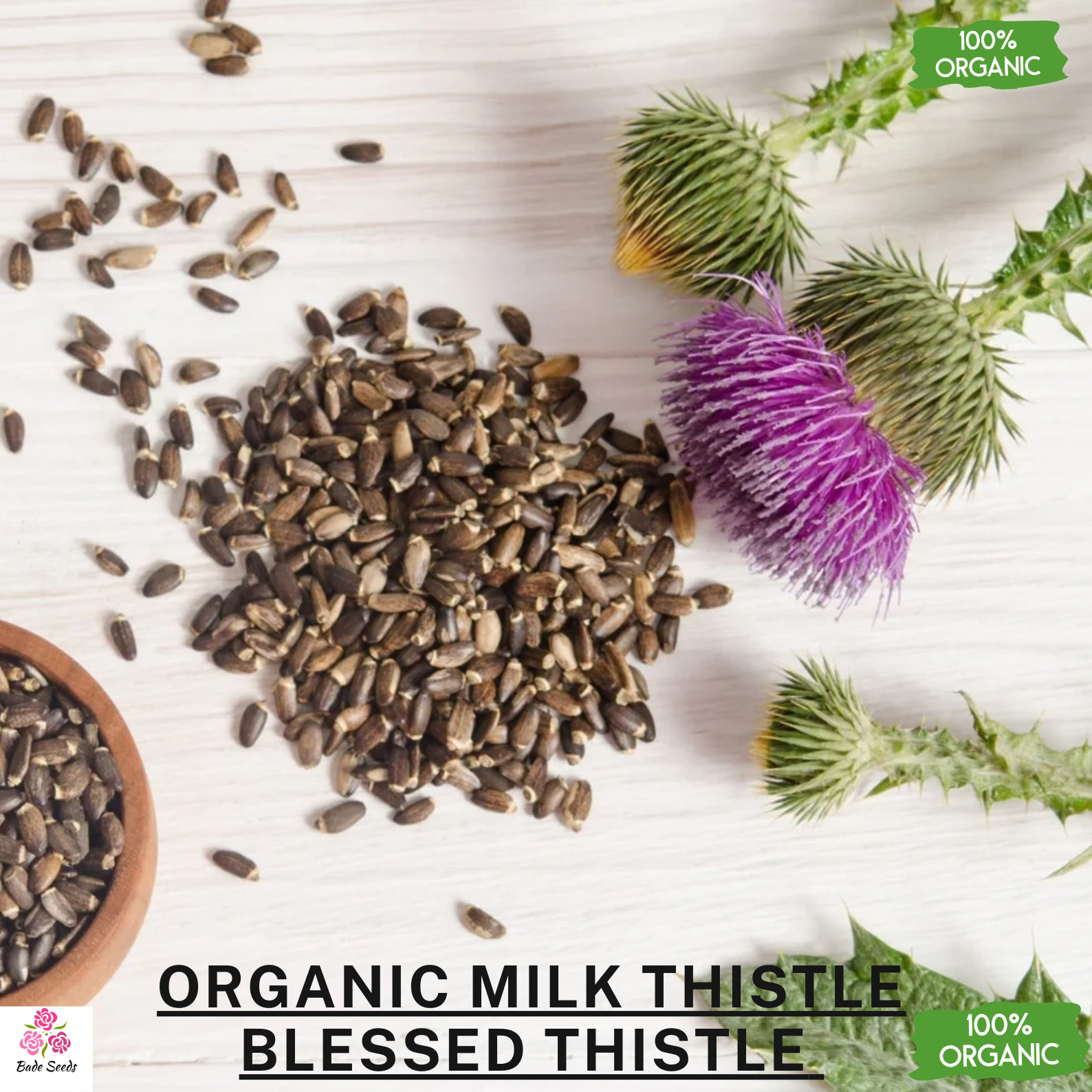 Organic Milk Thistle Seeds, Blessed Thistle - Silybum Marianum, 50 Seeds,  2g, Herbal Seeds for Health, Non-gmo, Natural Planting - Etsy Hong Kong
