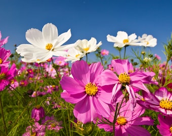 Mischen Sie bunte Cosmos Sensation-Samen - lebhafter Cosmos Bipinnatus - 40 Samen - helle Gartenblüten - einfach zu züchtende Einjährige