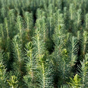 May include: A close-up view of a field of young pine trees. The trees are all about the same height and have a vibrant green colour.