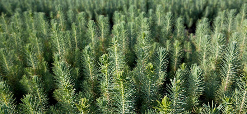 May include: A close-up view of a field of young pine trees. The trees are all about the same height and have a vibrant green colour.