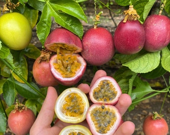 Semi Di Fiore Della Passione (Passiflora Mollissima - Foto 13