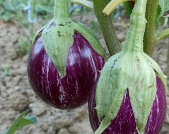 Graines d'aubergine biologiques - Variété patrimoniale sans OGM pour le jardinage domestique - 100 graines par paquet - Idéal pour des plats frais et sains
