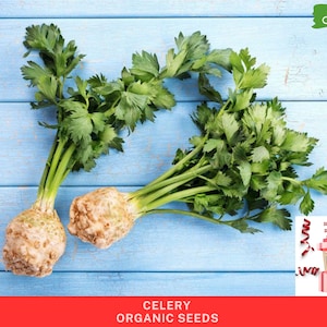 Könnte beinhalten: Zwei Selleriestangen mit grünen Blättern auf einem blauen Holzgrund. Der Text "100% BIO" befindet sich in der oberen rechten Ecke des Bildes. Der Text "SELLERIE BIO-SAMEN" befindet sich am unteren Rand des Bildes.