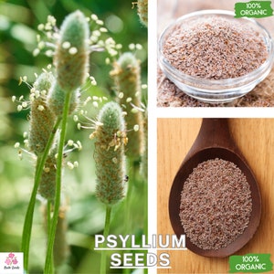 May include: Close-up of psyllium seeds in a glass bowl and a wooden spoon. The seeds are light brown and have a slightly rough texture. The text "100% Organic" is displayed on green labels in the top right and bottom right corners of the image. The text "Psyllium Seeds" is displayed in large, bold letters in the center of the image.
